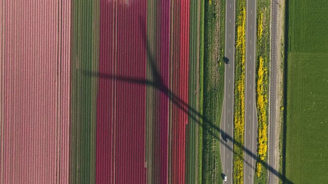 Aerial view of vibrant rows of blooming tulip fields with a wind turbine shadow and a road in Flevoland, Netherlands.