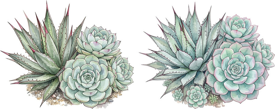 Watercolor Succulent and Agave Vector Illustration Set
