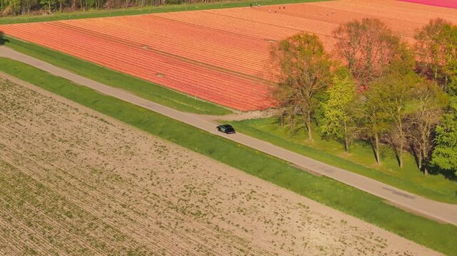 Aerial view of a car driving on a road past farm buildings and colorful tulip fields in Flevoland, Netherlands.