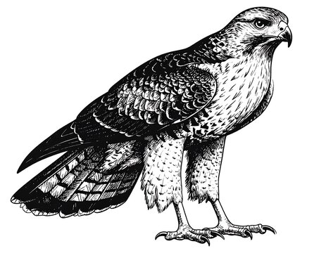 Detailed illustration of a hawk isolated black and white drawing