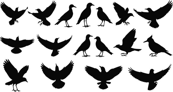 Large Collection of Black Bird Silhouettes Featuring Ravens Crows and Seagulls in Various Flying Landing and Standing Poses for Nature Themed Graphic Design and Wildlife Illustrations