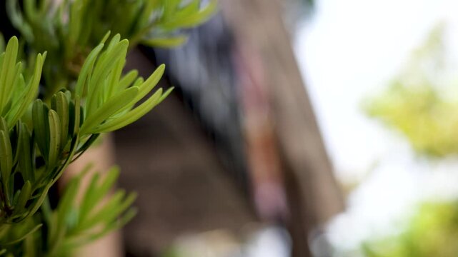 Close Up of Green Podocarpus Plant Leaves in Tropical Garden