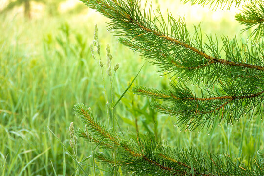 Photography captures fresh water droplets on conifer needles with vibrant green vegetation. Soft focus background highlights the sharp detail of pine branch in natural morning light, selective focus