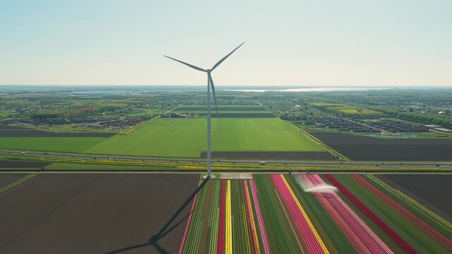 Aerial view of a large wind turbine standing amidst vibrant rows of blooming tulip fields under a clear blue sky in Flevoland, Netherlands.