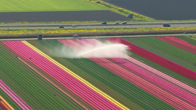 Aerial view of vibrant tulip fields with a water sprinkler system irrigating the colorful rows of flowers near a highway in Flevoland, Netherlands.