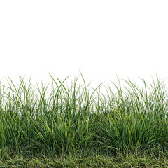 Fototapeta premium Meadow Grass Row Isolated on Transparent Background PNG Stock Photo