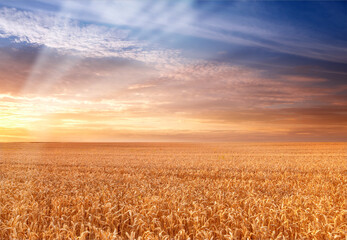 Naklejka premium Wheat, growth or sunset on farm with crops, landscape or sustainable environment for food production. Space, evening or agro scenery in rural countryside with field, grain plant or agriculture