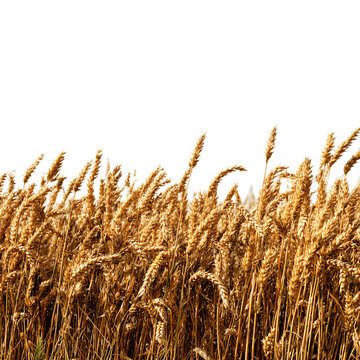 High-Quality Wheat Field Transparent Background PNG for Professional Designs