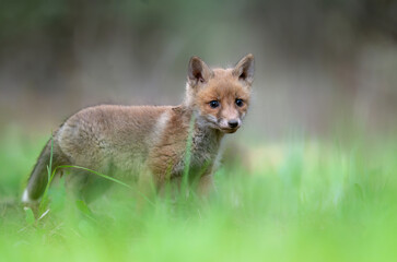 Fototapeta premium Cute young red fox in the forest ( Vulpes vulpes )