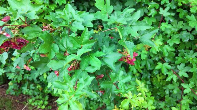 Green Maple Leaves and Red Samara Seed Pods in Bordeaux Garden
