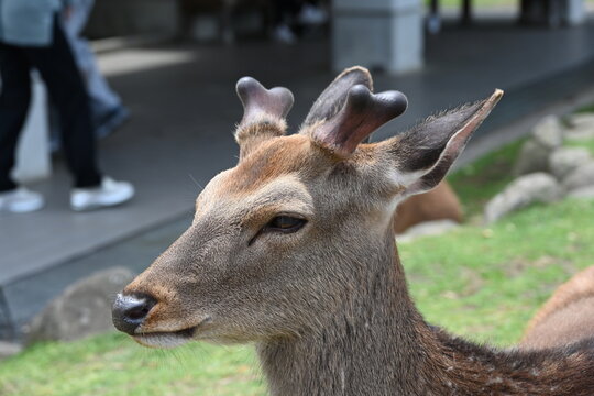 奈良市の奈良公園でリックスしている角がある鹿