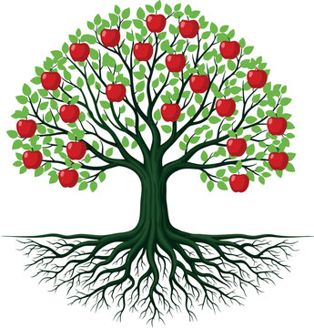 Large Green Apple Tree with Ripe Red Fruit and Detailed Root System for Agriculture and Life Cycle Designs