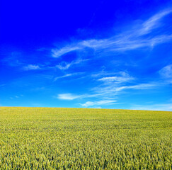 Naklejka premium Green, wheat and landscape on farm with peace, blue sky and sustainable environment for food production. Space, outdoor and agro scenery in countryside with barley field, plant growth or agriculture.