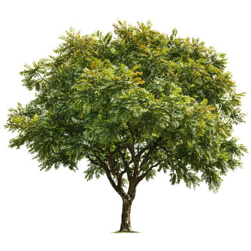 Lush English Walnut Tree Isolated on Transparent Background