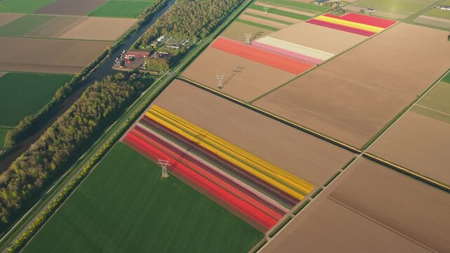 Aerial view of vibrant tulip fields with red and yellow flowers arranged in geometric patterns alongside green meadows and a canal in Flevoland, Netherlands.