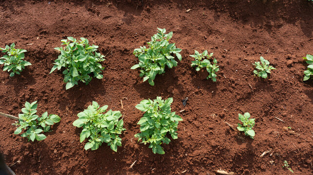 Tomatoes and potato plants are grown in Lam Dong; tomato plants and leaves are damaged by leaf miners; a close-up of tomato leaves damaged by flies; tomatoes and potatoes are planted in rows.