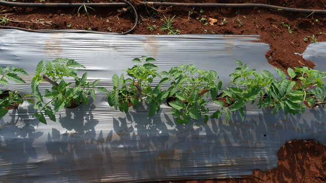 Tomatoes and potato plants are grown in Lam Dong; tomato plants and leaves are damaged by leaf miners; a close-up of tomato leaves damaged by flies; tomatoes and potatoes are planted in rows.