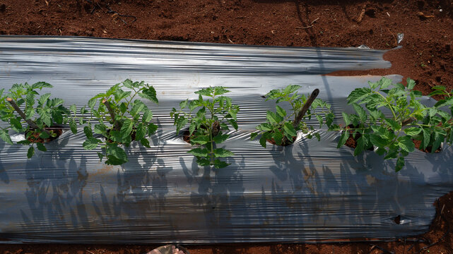Tomatoes and potato plants are grown in Lam Dong; tomato plants and leaves are damaged by leaf miners; a close-up of tomato leaves damaged by flies; tomatoes and potatoes are planted in rows.
