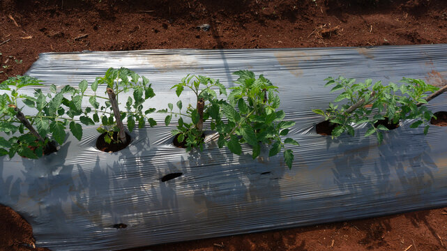 Tomatoes and potato plants are grown in Lam Dong; tomato plants and leaves are damaged by leaf miners; a close-up of tomato leaves damaged by flies; tomatoes and potatoes are planted in rows.