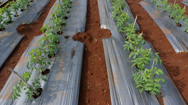 Tomatoes and potato plants are grown in Lam Dong; tomato plants and leaves are damaged by leaf miners; a close-up of tomato leaves damaged by flies; tomatoes and potatoes are planted in rows.