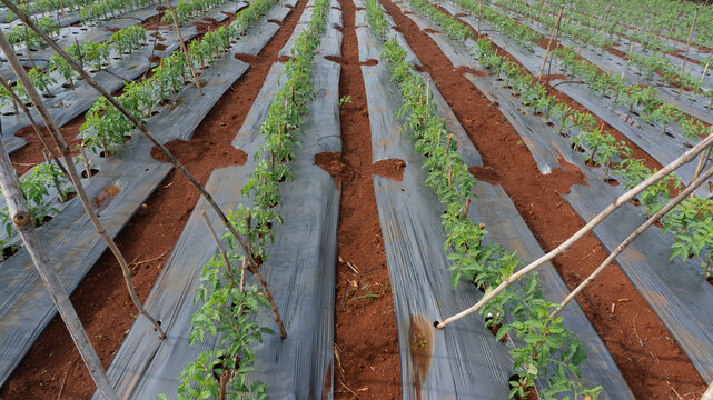 Tomatoes and potato plants are grown in Lam Dong; tomato plants and leaves are damaged by leaf miners; a close-up of tomato leaves damaged by flies; tomatoes and potatoes are planted in rows.
