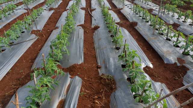 Tomatoes and potato plants are grown in Lam Dong; tomato plants and leaves are damaged by leaf miners; a close-up of tomato leaves damaged by flies; tomatoes and potatoes are planted in rows.