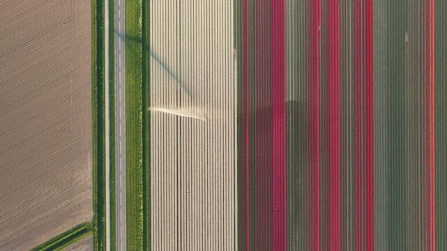 Aerial view of colorful rows of blooming tulips next to a paved road and green fields Flevoland, Netherlands.