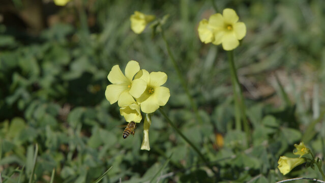 Honey Bee Flying Towards Yellow Sourgrass Wildflowers in a Sunny Meadow