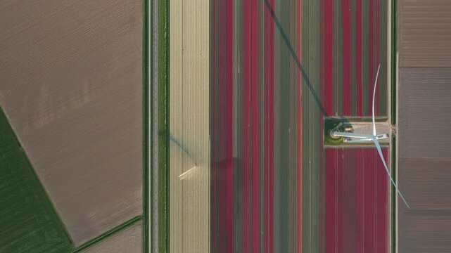 Aerial view of colorful tulip fields in bloom with a modern wind turbine casting a long shadow across the geometric patterns of the agricultural landscape in Flevoland, Netherlands.