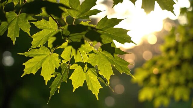 Sunlight filters through green leaves on a tree branch