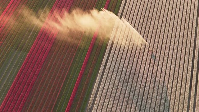 Aerial view of vibrant red and white tulip fields with an irrigation system spraying water over the flowers in Flevoland, Netherlands.