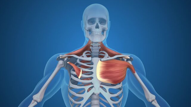 Tight Pectoral Muscles Causing Neck Pain and Cervical Compression