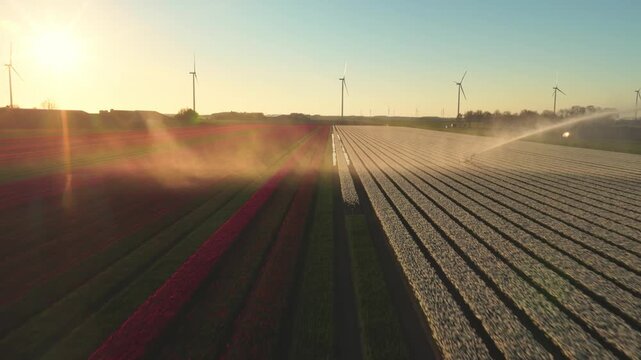 Aerial view of colorful tulip fields being irrigated by a water sprayer with wind turbines on the horizon during golden hour in Flevoland, Netherlands.