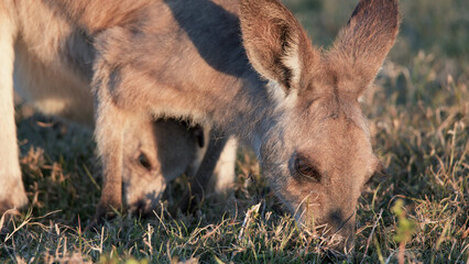 Close-up of a Kangaroo Joey and Mother Grazing in Sunset Light © blueringmedia