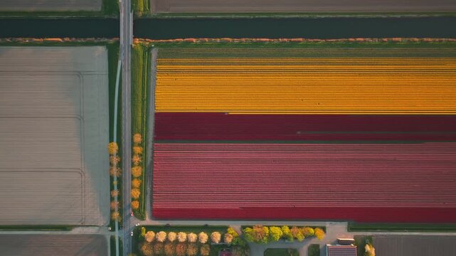 Aerial view of vibrant rows of yellow and red tulip fields next to a rural road and canal Flevoland, Netherlands.