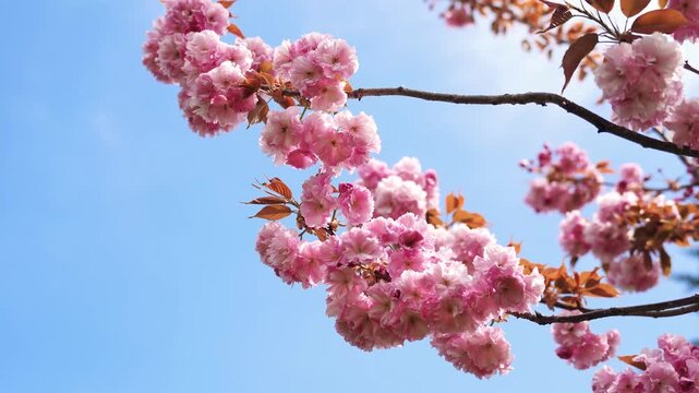 Beautiful cherry blossoms in spring with a clear blue sky background