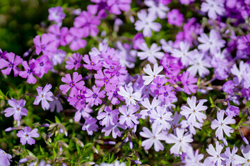Obraz premium Phlox blossom. Flower blossom beauty. Flower spring background. Flower colorful petals. Flower natural floral.