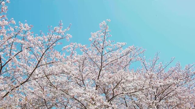 Stunning cherry blossoms blooming on branches under a clear blue sky in South Korea