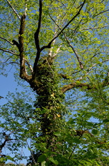 Fototapeta premium The view up to the trunk of old tree with moss and ferns.