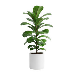 Fototapeta premium Green houseplant in white pot isolated on transparent background