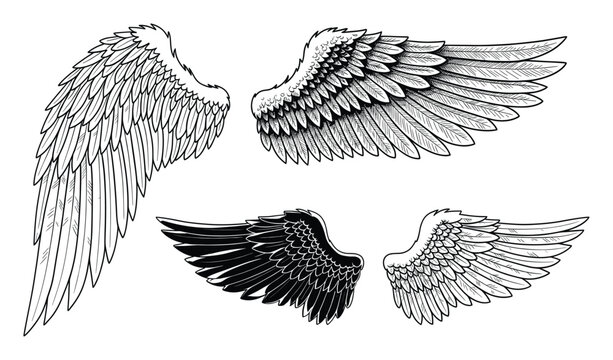 Graphic black and white stylized feather wings set perfect for emblems spiritual designs and tattoos