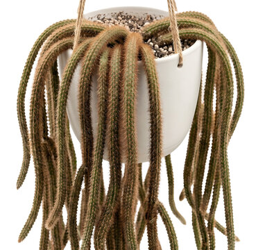 Disocactus Flagelliformis Rat Tail Cactus Long Trailing Hairy Green Stems White Ceramic Hanging Pot Rope Epiphytic Succulent Isolated Transparent Background