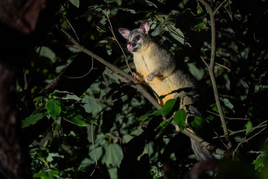 Common Brush-tailed Possum - Trichosurus vulpecula, cute nocturnal mammal native to the forests of Australia and invasive in New Zealand.