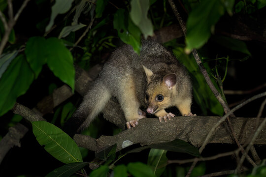 Common Brush-tailed Possum - Trichosurus vulpecula, cute nocturnal mammal native to the forests of Australia and invasive in New Zealand.