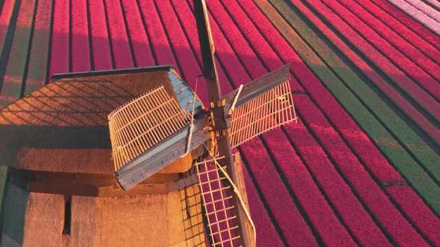 Aerial view of a traditional windmill standing amidst vibrant red tulip fields during sunset in Schermerhorn, North Holland, Netherlands.