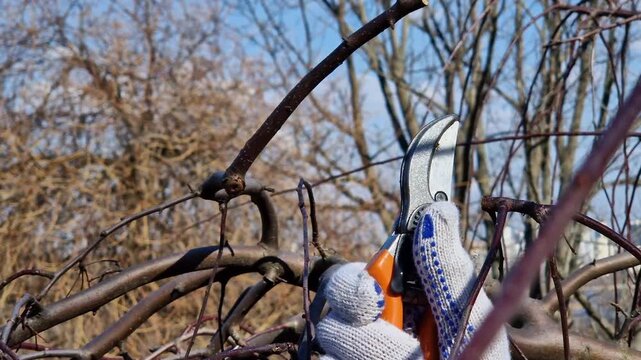 Gardener cuts tree branches with pruners on a sunny spring day. Close-up. Pruning trees in spring. Man in work gloves uses garden pruners. Garden tool in action: seasonal tree care