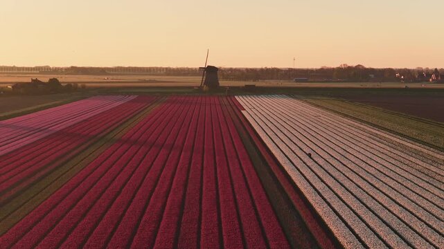 Aerial view of vibrant rows of pink and white tulip fields in bloom with a traditional windmill under a golden sunset in Schermerhorn, North Holland, Netherlands.