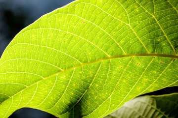 Obraz premium Vibrant green leaf with detailed veins under sunlight