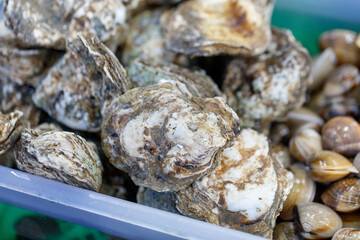 A tray of oysters and clams © schankz