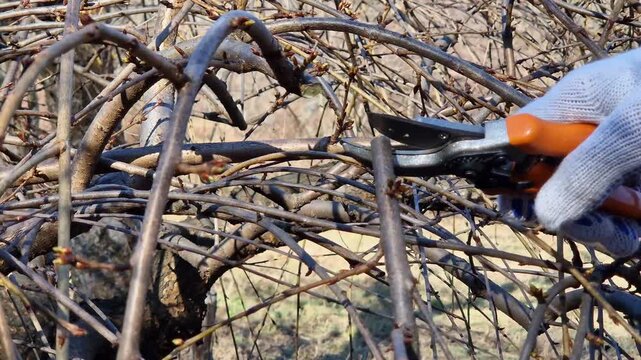 Gardener cuts tree branches with pruners on a sunny spring day. Close-up. Pruning trees in spring. Man in work gloves uses garden pruners. Garden tool in action: seasonal tree care